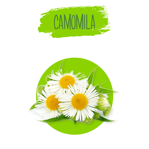 matricaria-chamomilla