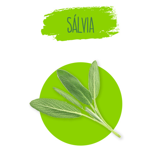 salvia-officinalis